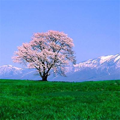 大阪市设立对策总部应对小林制药红曲保健品事件